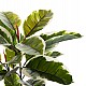 ΔΙΑΚΟΣΜΗΤΙΚΟ ΣΥΝΘΕΤΙΚΟ ΦΥΤΟ HM7972 OAK LEAF ΣΕ ΓΛΑΣΤΡΑ 85Υεκ. ΔΙΑΚΟΣΜΗΤΙΚΟ ΣΥΝΘΕΤΙΚΟ ΦΥΤΟ HM7972 OAK LEAF ΣΕ ΓΛΑΣΤΡΑ 85Υεκ.