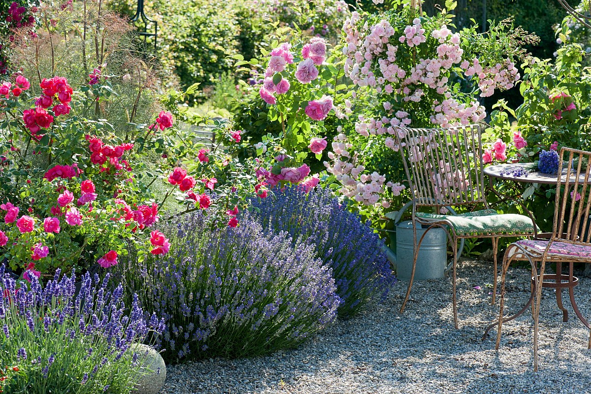 Αρωματικοί κήποι: 3 ευωδιαστά φυτά για το σπίτι σας
