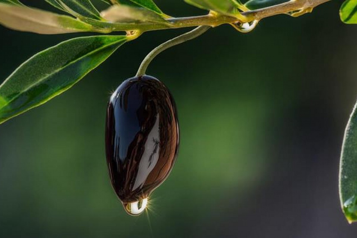 Μηχανήματα και ελαιόπανα για τη συγκομιδή της ελιάς