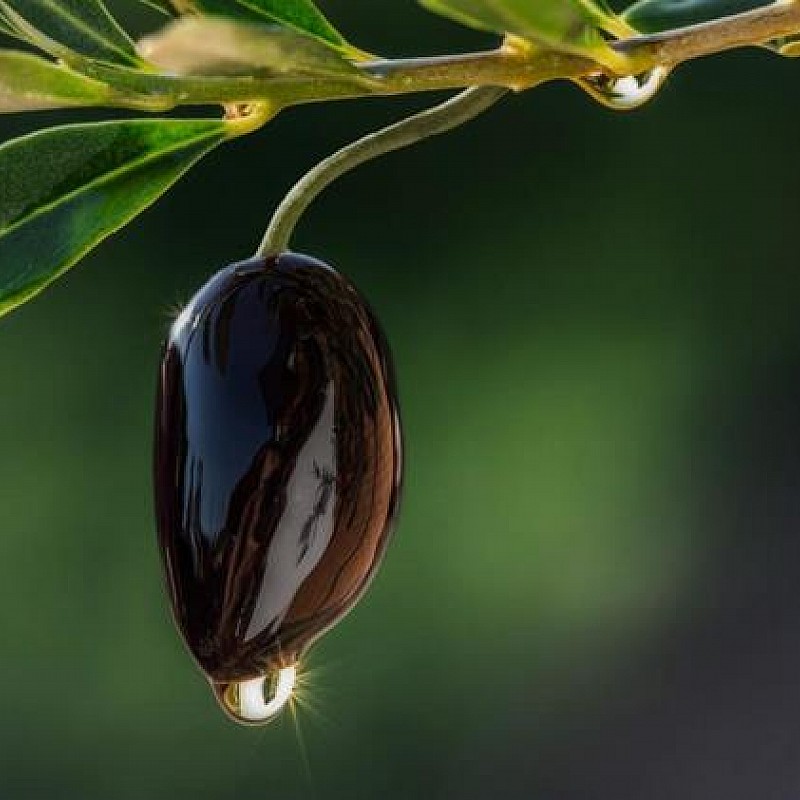 Μηχανήματα και ελαιόπανα για τη συγκομιδή της ελιάς