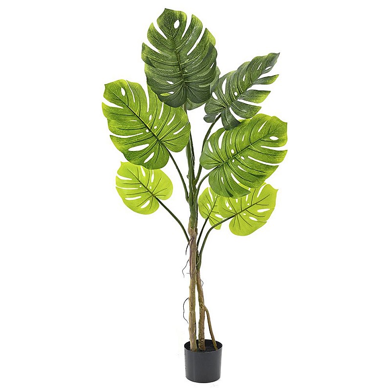 Φυτό μονστέρα με 9 φύλλα σε πλαστική γλάστρα 15x13x90