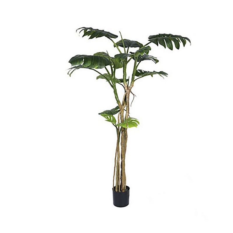 Φυτό μονστέρα με 13 φύλλα σε πλαστική γλάστρα 17x15x180