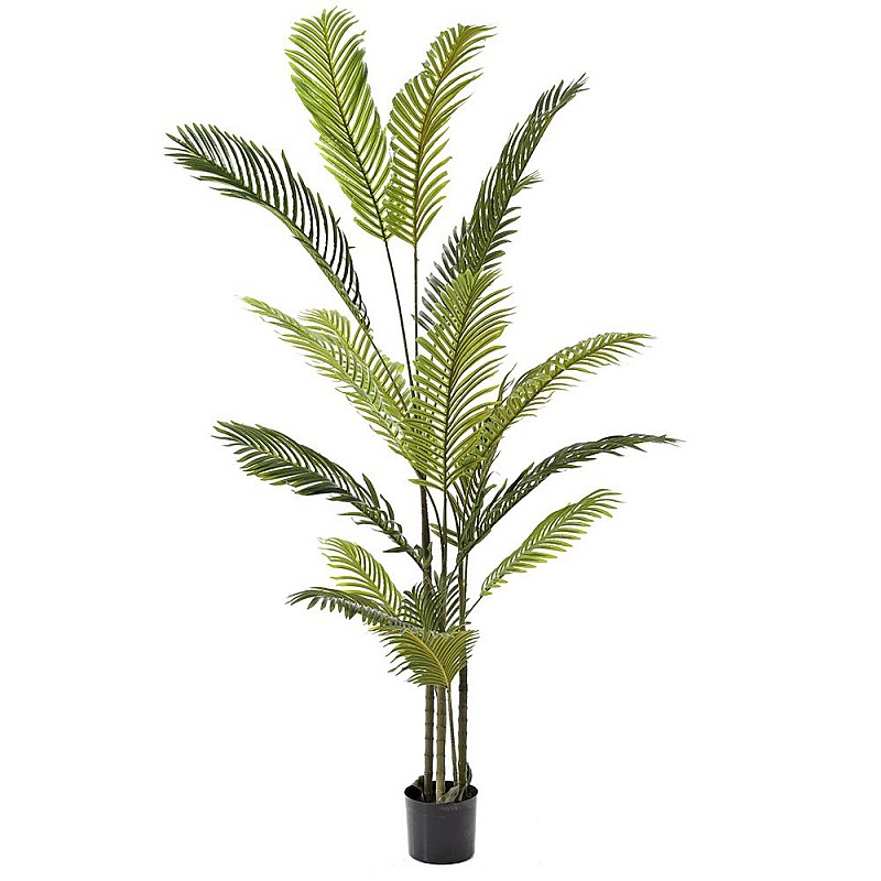 Φυτό φοίνικας αρεκα  με 18 φύλλα σε πλαστική γλάστρα 17x15x180