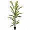Φυτό φοίνικας αρεκα  με 23 φύλλα σε πλαστική γλάστρα 20x18x220