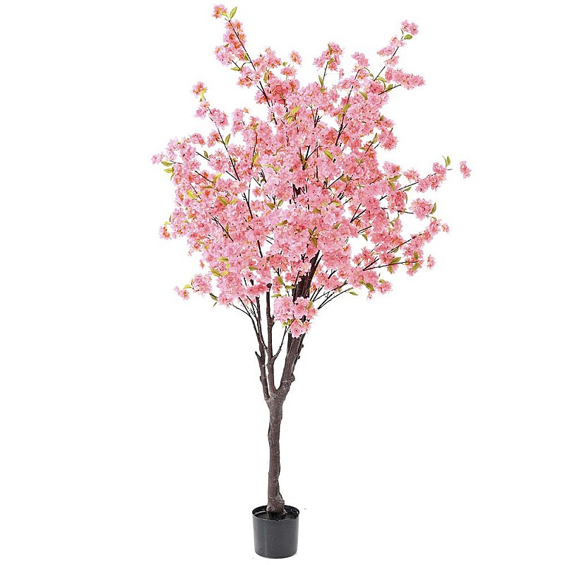 Φυτό ροδακινιά με ροζ άνθη σε πλαστική γλάστρα 30x22x180