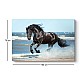 Πίνακας σε καμβά "Black Horse" Megapap ψηφιακής εκτύπωσης 100x70x3εκ.