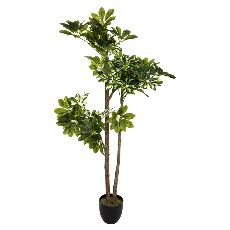 Φυτό Σε Γλάστρα Green6 Pakoworld 70X65X135Εκ
