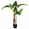 Φυτό Σε Γλάστρα Jovan Pakoworld 125X100X124Εκ