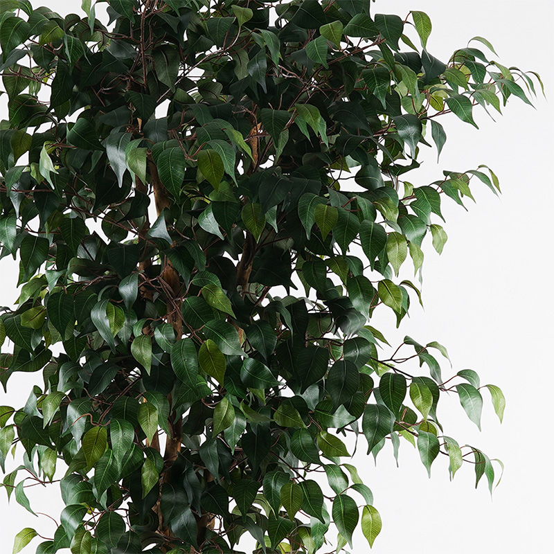 Διακοσμητικό Φυτό Σε Γλάστρα Banyan Inart Πράσινο Φ95X180Εκ